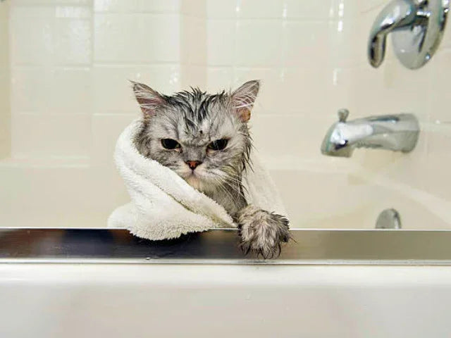 How often should you bathe your cat? Learn how to determine the right bathing frequency, avoid common mistakes, and keep your feline clean without stress.